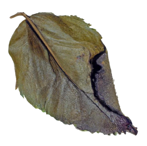 A withered leaf of a once beautifully fragrant rose, now dry and brittle.